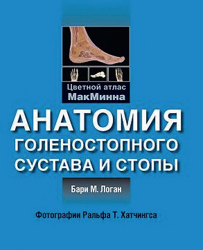 Анатомия голеностопного сустава и стопы